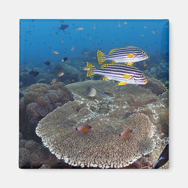 Imán Sweetlip Fish (Frente)