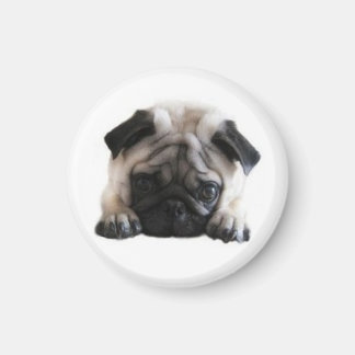 Imán SweetPea Pugs Round Fridge Magnet