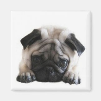 Imán SweetPea Pugs Square Fridge Magnet