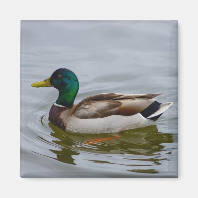 Imán Swim Mallard Swim (Frente)