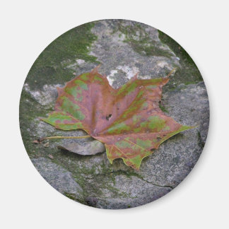 Imán Sycamore Leaf