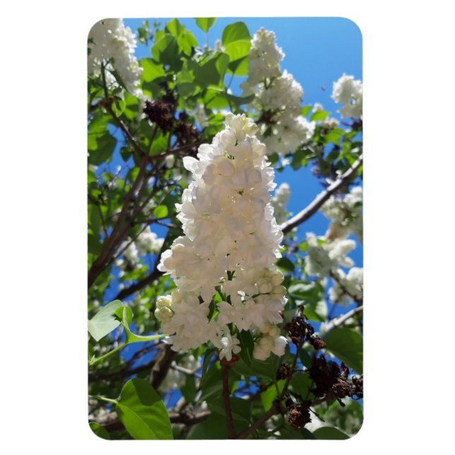 Imán Syringa, Árbol de flores de lámina blanca (Vertical)