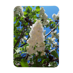 Imán Syringa, Árbol de flores de lámina blanca