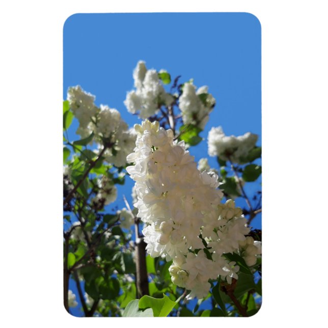 Imán Syringa, Árbol de flores de lámina blanca (Vertical)