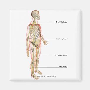 Imán System 3 nervioso