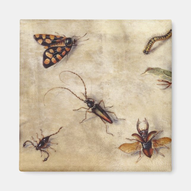 Imán T31567 Estudio de varios insectos, fruta y anima (Frente)