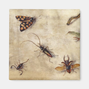 Imán T31567 un estudio de diversos insectos, fruta y