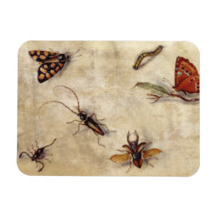 Imán T31567 un estudio de diversos insectos, fruta y