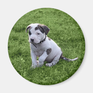 Imán T-Hueso del pitbull del perrito
