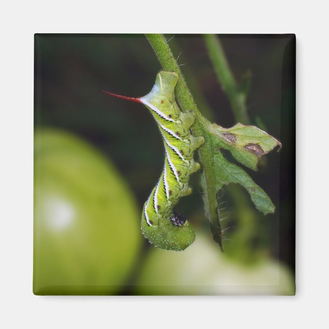Imán Tabaco Hornworm Caterpillar Magnet (Frente)