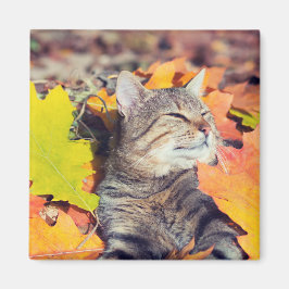 Imán Tabby Basking en el follaje