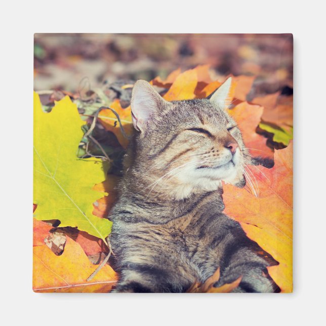 Imán Tabby Basking en el follaje (Frente)