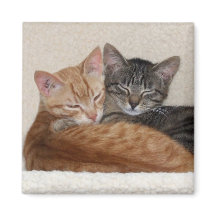 Tabby Cats Magnet