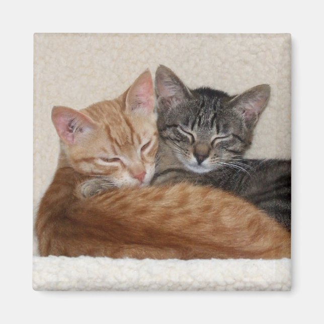 Imán Tabby Cats Magnet (Frente)