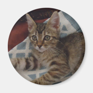 Imán Tabby Chica Kitten