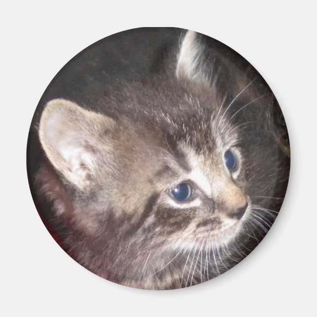 Imán Tabby Kitten (Frente)