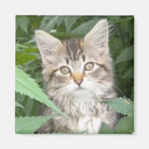 Imán Tabby Kitten