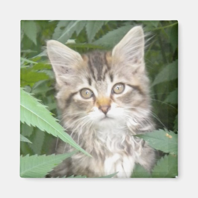Imán Tabby Kitten (Frente)