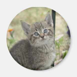Imán Tabby kitten