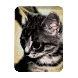 Imán Tabby Kitten