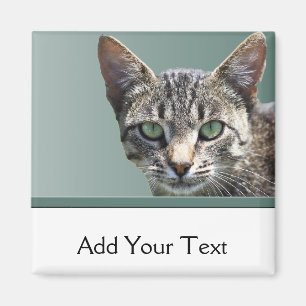 Imán Tabby rayado con los ojos verdes