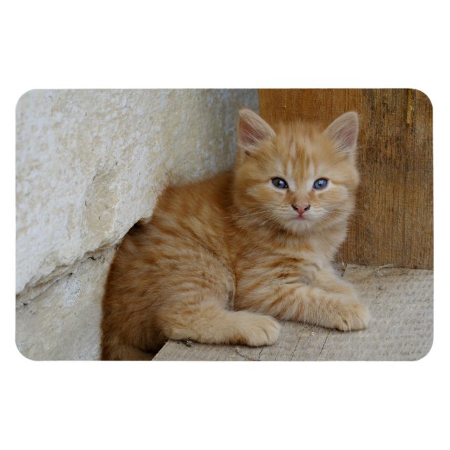 Imán Tabby Tomcat Kitten (Horizontal)