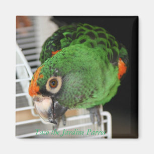 Imán Taco el loro de Jardine