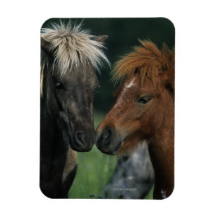 Imán Tacto miniatura de los caballos