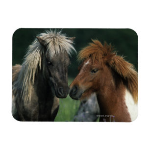 Imán Tacto miniatura de los caballos