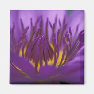 Imán Tailandia, Bangkok, loto morado y amarillo 2