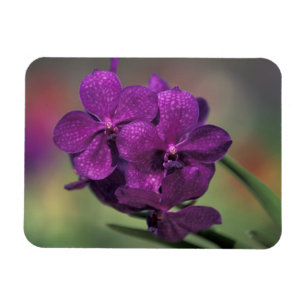 Imán Tailandia, norte de Tailandia, cerca de Chang Mai,