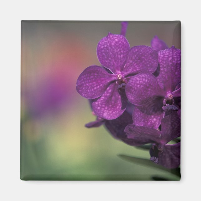 Imán Tailandia, norte de Tailandia, cerca de Chang Mai, (Frente)