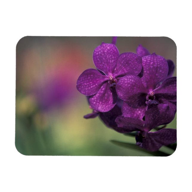 Imán Tailandia, norte de Tailandia, cerca de Chang Mai, (Horizontal)