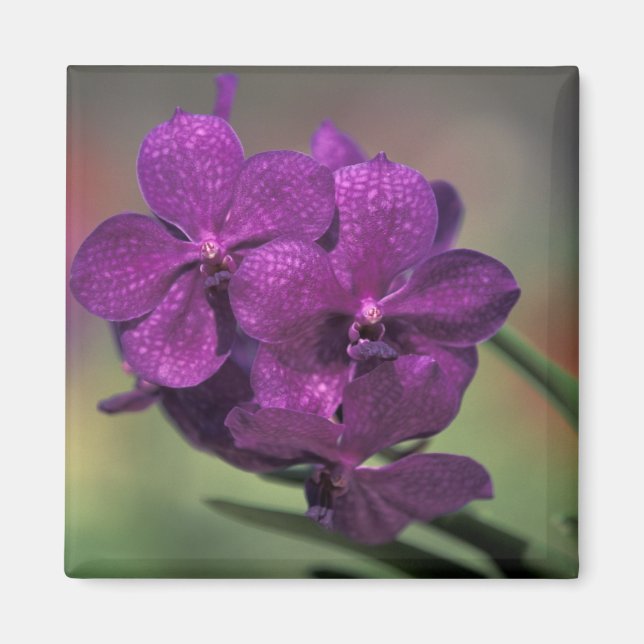 Imán Tailandia, norte de Tailandia, cerca de Chang Mai, (Frente)