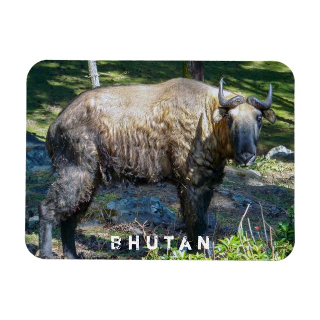 Imán Takin, animal nacional de Bután - Himalaya, Asia (Horizontal)