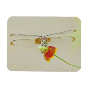 Imán Talanquera ajedrezada (Dythemis fugax) en Mexicano