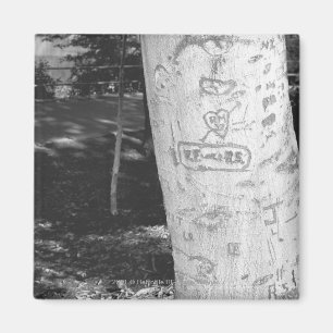 Imán Talla en el tronco de árbol de abedul B&W