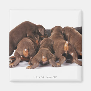 Imán También Doberman Pincher. Perro doméstico de tamañ