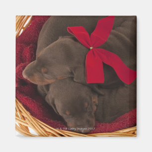 Imán También Doberman Pincher. Perro nacional mediano