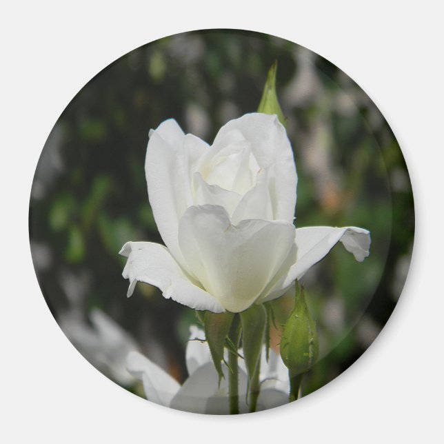 Imán Tan puro..... (Frente)