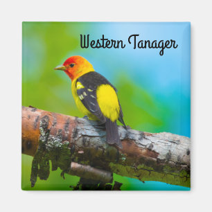 Imán Tanager occidental