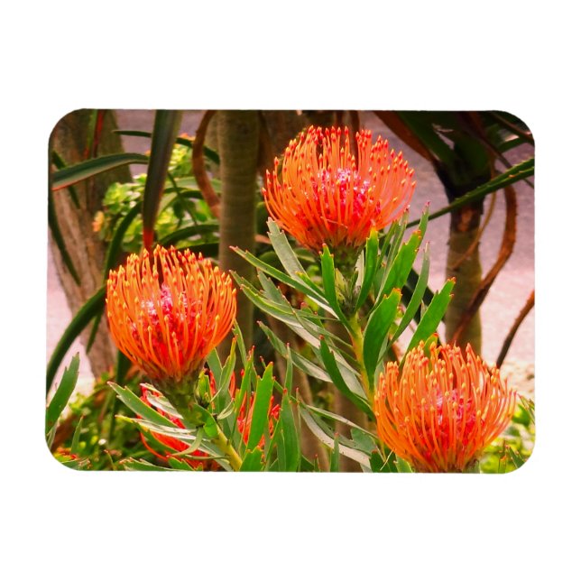 Imán Tango Pincushion #1 Magnet (Horizontal)