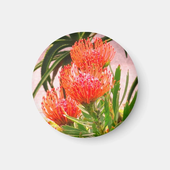 Imán Tango Pincushion #1 Magnet (Frente)