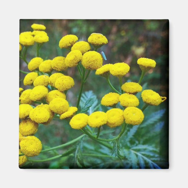 Imán Tansy Flowers (Frente)