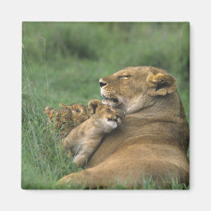 Imán Tanzania, cráter de Ngorongoro. Madre de león afri