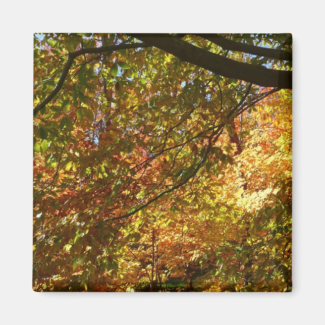 Imán Tapa de hojas de otoño en la naturaleza otoñal ama (Frente)