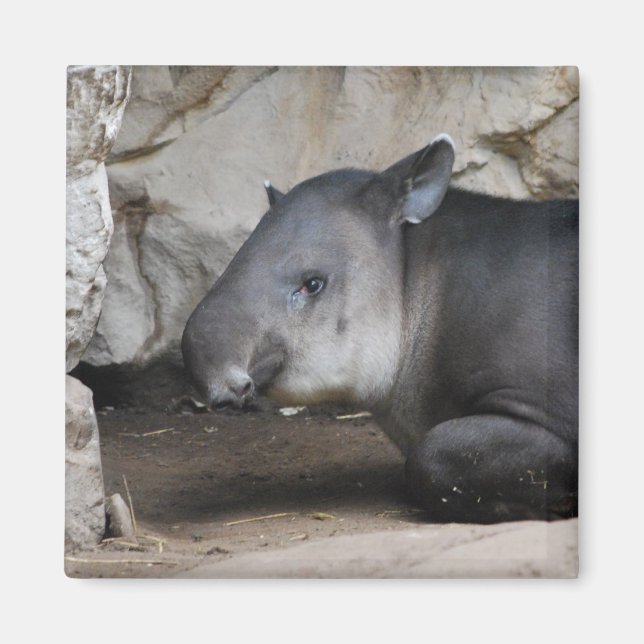Imán Tapir Magnet (Frente)