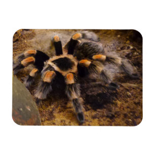 Imán Tarantula 3"x4"