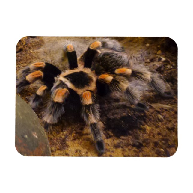 Imán Tarantula 3"x4" (Horizontal)