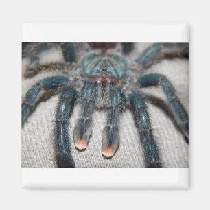 Imán tarántula azul